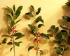 Ilex X attenuata 'Foster No 2