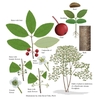 Color illustrations of the technical details of this species.