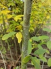 Stem