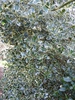Form