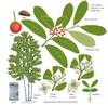 Color illustrations of the technical details of this species.