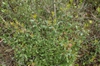 Form