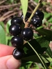 Fruit