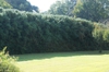 Ilex cornuta 'Burfordii'