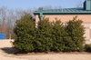 Ilex cornuta 'Burfordii'
