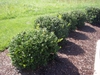 Hedge