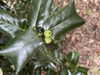 Ilex cornuta 'Crimson Fire'