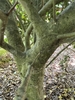 Ilex cornuta 'Crimson Fire'