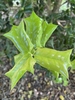 Ilex cornuta 'Crimson Fire'