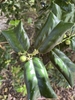 Ilex cornuta 'Crimson Fire'