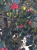 Closeup of red berries and leaves, early spring, Durham County