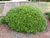 Ilex cornuta Rotunda