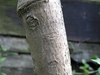 Bark