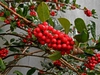 Fruit