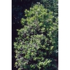 Ilex Cornuta