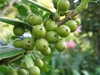 Unripe fruits