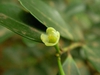 Ilex crenata