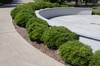 Ilex crenata 'Compacta'