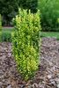 Green to gold foliage