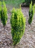 Medium-sized shrub, columnar habit, with green to golden leaves