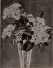 Black & white herbarium illustration of leaves and flowers.