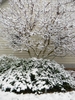 Ilex crenata 'Helleri'