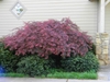 small rounded shrub with shiny leaves.