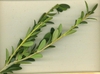Leafy shoots with small, fine crenate leaves
