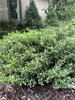 shrub with shiny green leaves and mounded form.