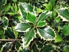 Spiny-margined variegated leaves.