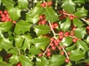 Spiny-margined leaves and red fruits.