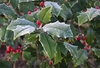 Spiny-margined leaves and red fruits all dusted with snow.