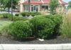 Ilex glabra