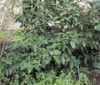 Foliage. Leaves with spiny margins.