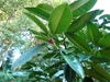 Ilex latifolia