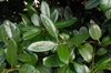 Ilex latifolia