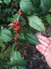 Mature fruit