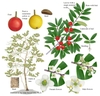 Illustration of all the details of this species.
