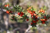 Fruit