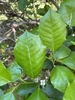 Ilex opaca 'Clarendon Spreading'