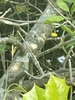 Ilex opaca 'Clarendon Spreading'