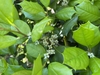 Ilex opaca 'Clarendon Spreading'