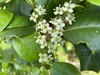 Ilex opaca 'Clarendon Spreading'