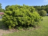 Ilex opaca 'Clarendon Spreading'