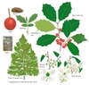 Color illustrations of the technical details of this species.