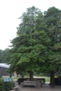 Ilex opaca Form