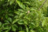 Ilex pedunculosa
