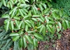 Leafy shoots with red fruits.