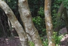 Trunks with smooth, mottled light bark.