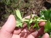 Foliage. Leaves with spiny margins.